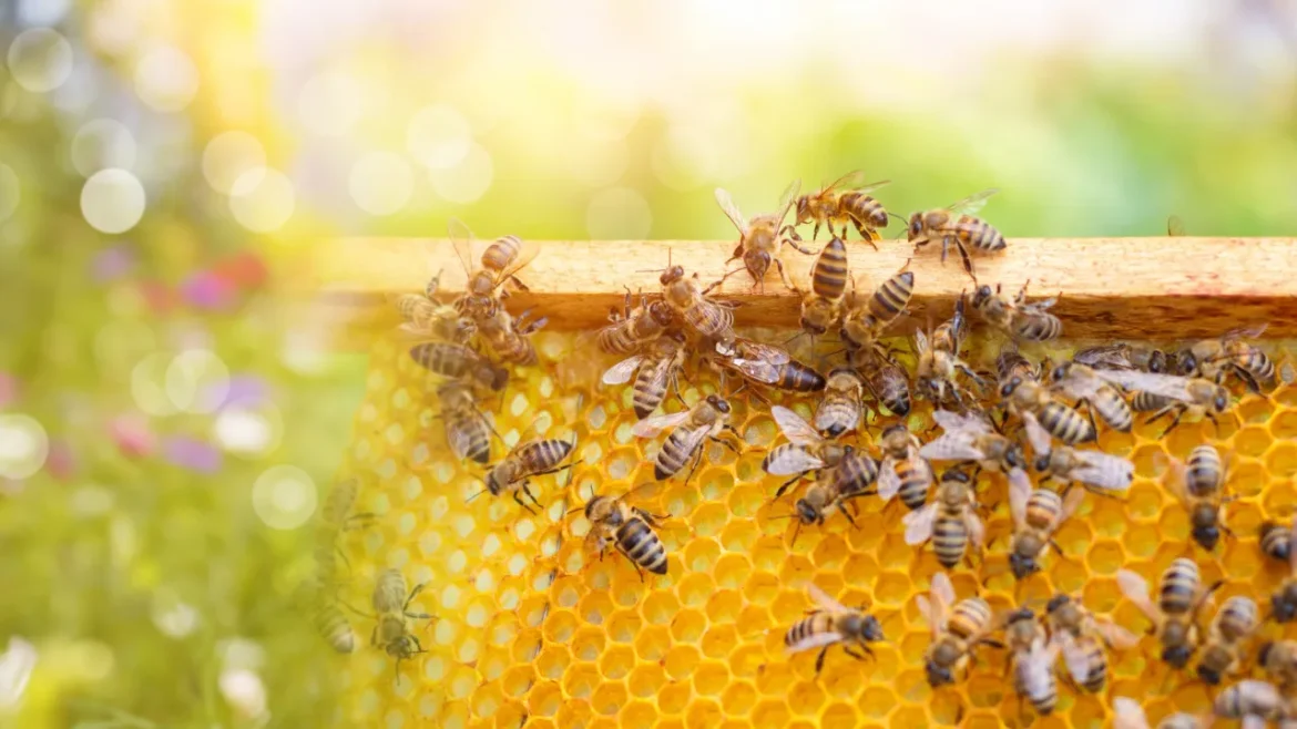 A razão por que não deve colocar mel em bebidas quentes